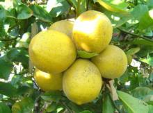 fresh lemon
