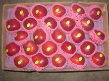 Chinese Huaniu Apple/Red Delicious Apple