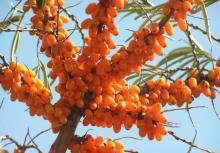 sea buckthorn