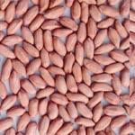 Shandaong  Long   Shape  Peanut Kernel