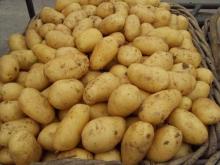 fresh potato