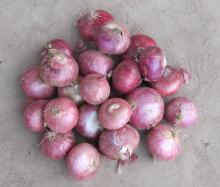 fresh onion