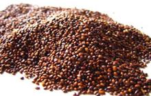 SEABUCKTHORN SEED