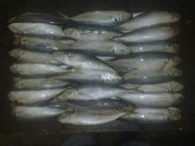 Tasteful mackerel
