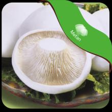 Pleurotus Nebrodensis