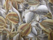 DRIED  YELLOW   STRIPE   TREVALLY 