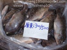 frozen black tilapia WR