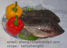 tilapia fish whole round