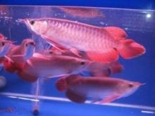 Asian  Red   Fish 