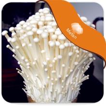 Enoki