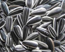 sunflower seeds