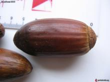  acorn  nuts