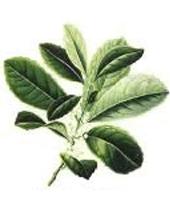  Paraguay  tea extracts