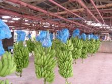 Fresh Dark Green Cavendish  Banana  At Competitive  Price 