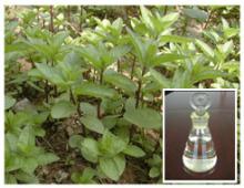  Spearmint   Oil 