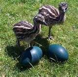  emu  eggs