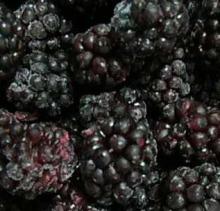 Frozen Blackberry
