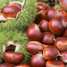 chestnuts