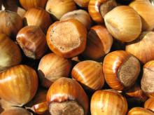 Hazel Nuts
