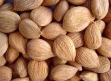 Apricot kernel