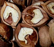 Hickory nut