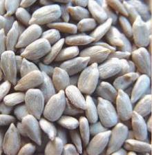 Sunflower kernel