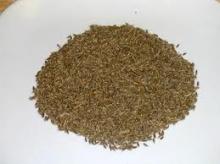 Cumin spices