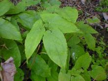 Epimedium Extract (icariin, icariins)