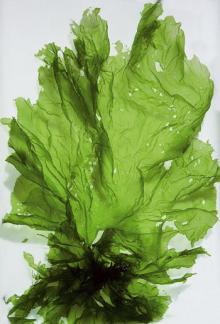  fucoxanthin e  10 %