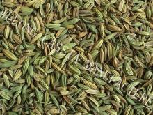  fennel   seed 
