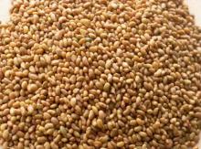 alfalfa seed