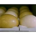 fresh ostrich eggs