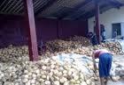 sell fresh mature coconut