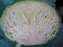 Chinese round cabbage