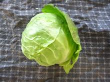 Chinese round cabbage004