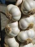 pure Fresh Garlic