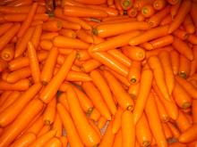 Chinese fresh carrot001