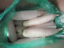 Chinese fresh radish001