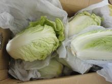 cabbage002