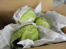 Chinese cabbage002