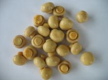 Canned mushroom whole