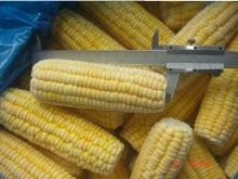 frozen sweet corn cobs