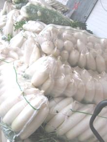  fresh   radish 