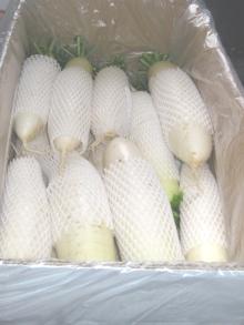 Chinese fresh radish002