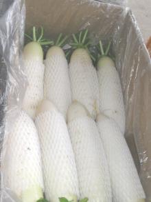 Chinese fresh radish003