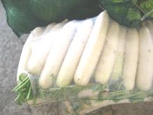 radish
