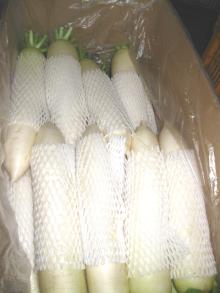 Fresh radish001