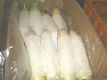 Fresh radish002