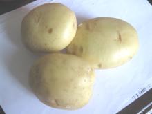  Chinese   potato 