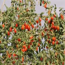 Goji Berry Extract Polysaccharide  20 %, 40%,  50 %(GMP & Kosher)